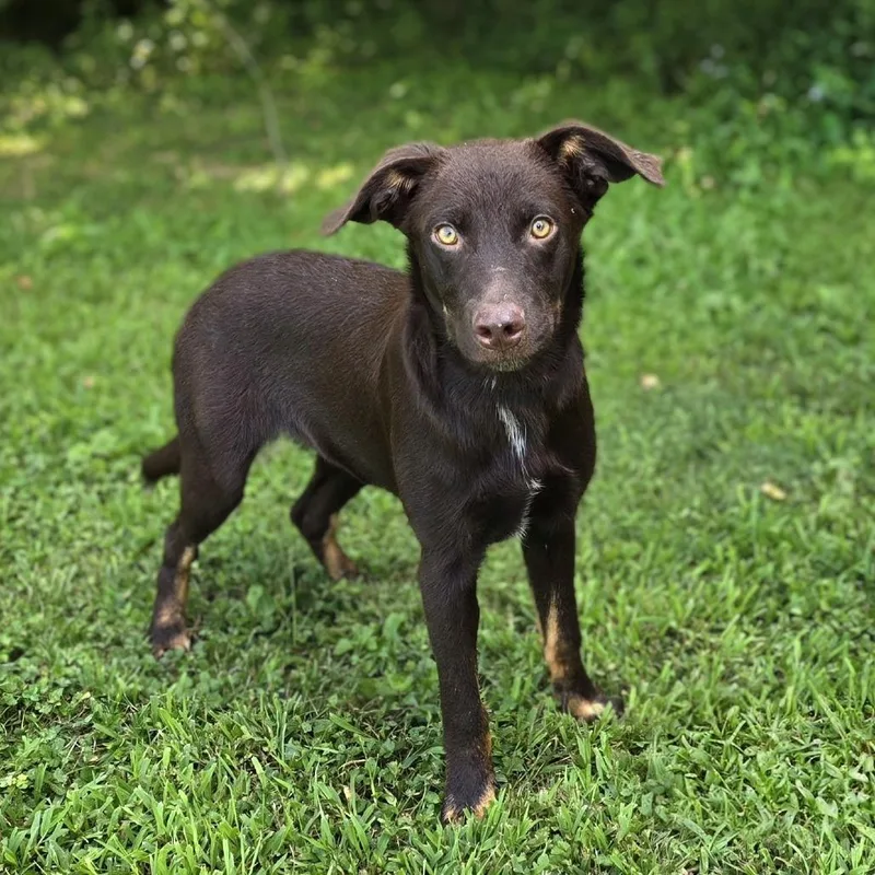 A young medium-sized female Brown / Chocolate Shepherd dog named Cheeto for adoption in Naperville, IL