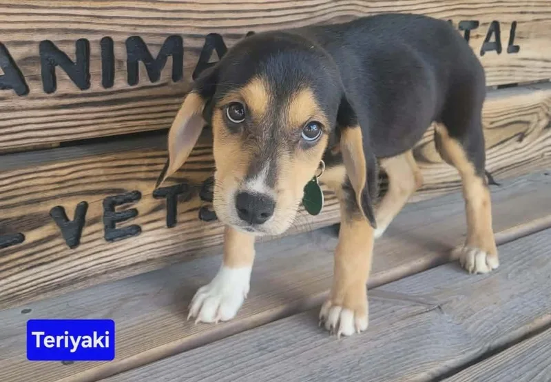 Teriyaki