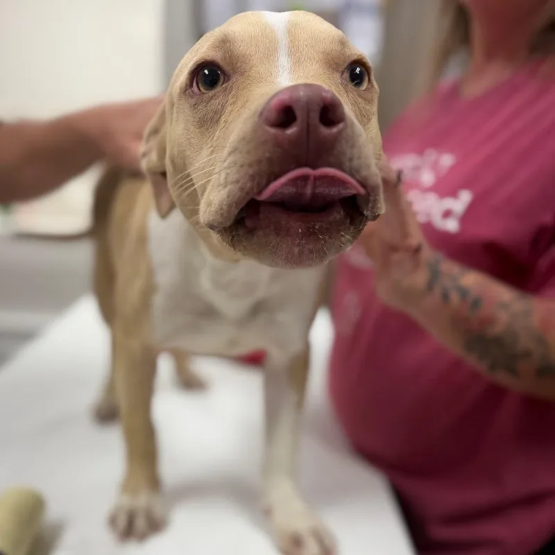 A baby medium-sized female Yellow / Tan / Blond / Fawn Pit Bull Terrier dog named Kelli for adoption in Starkville, MS