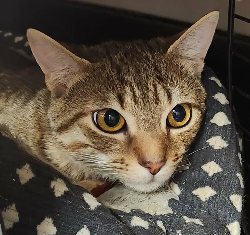 A young medium-sized male Domestic Short Hair cat named Mister for adoption in Republic, MO