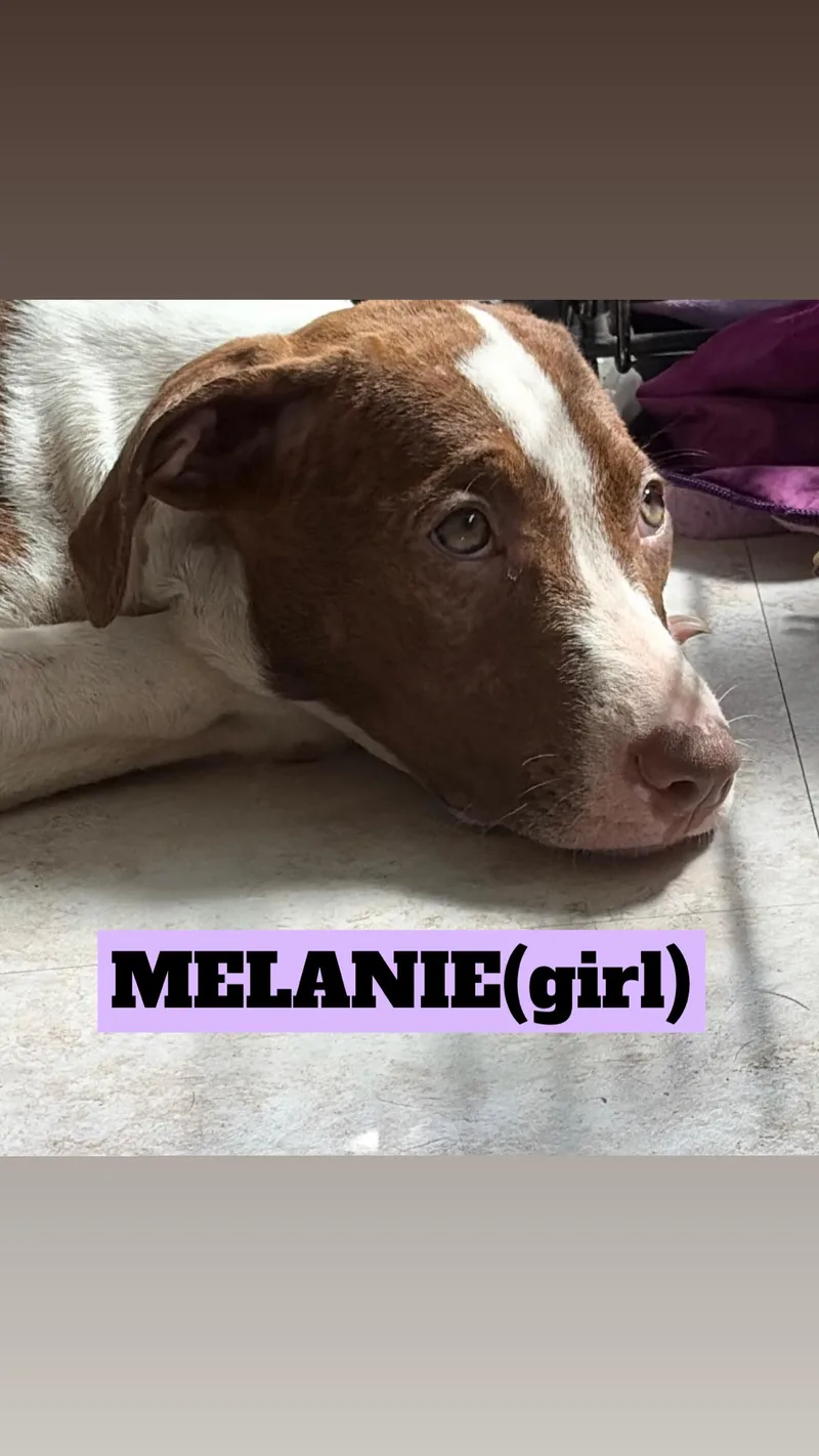 A baby medium-sized male Pit Bull Terrier dog named Angelica Zeusy for adoption in Woodland Hills, CA