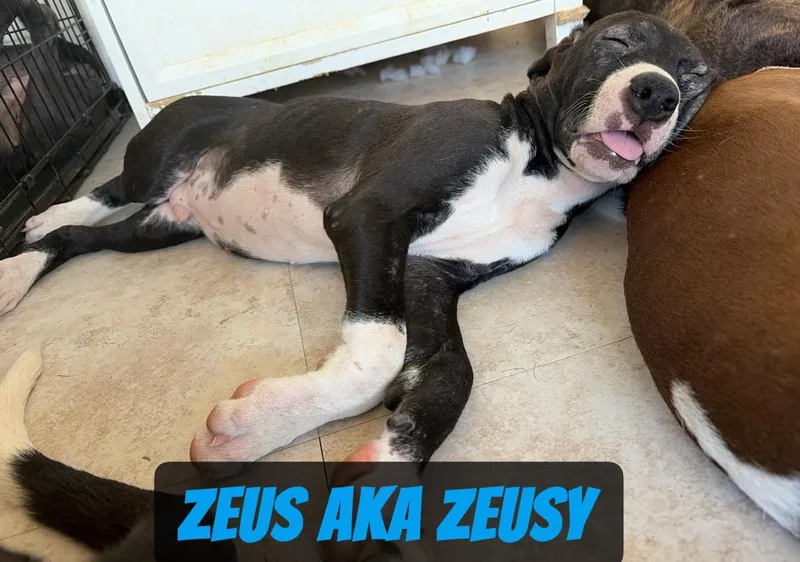 Angelica  Zeusy  thumbnail 4