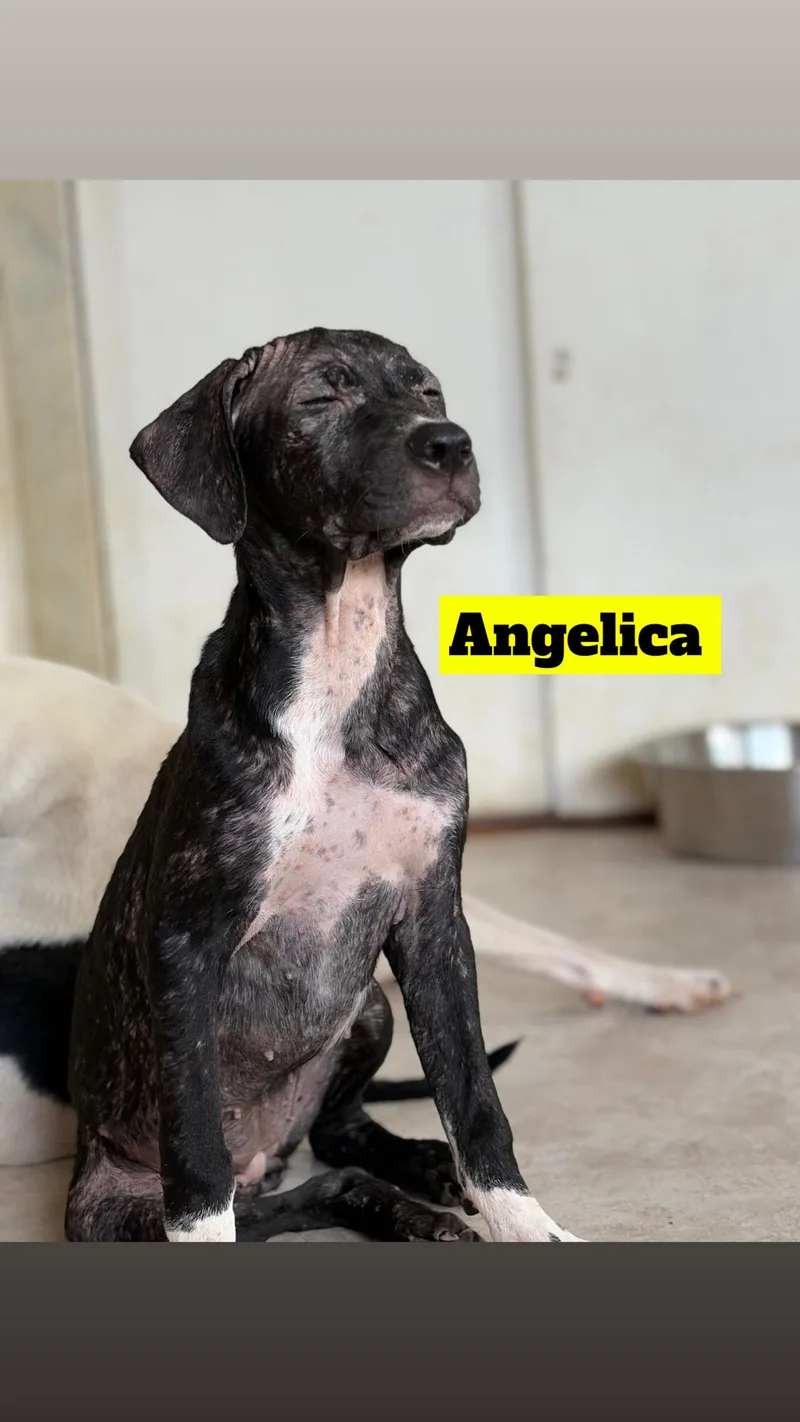 Angelica  Zeusy  thumbnail 6