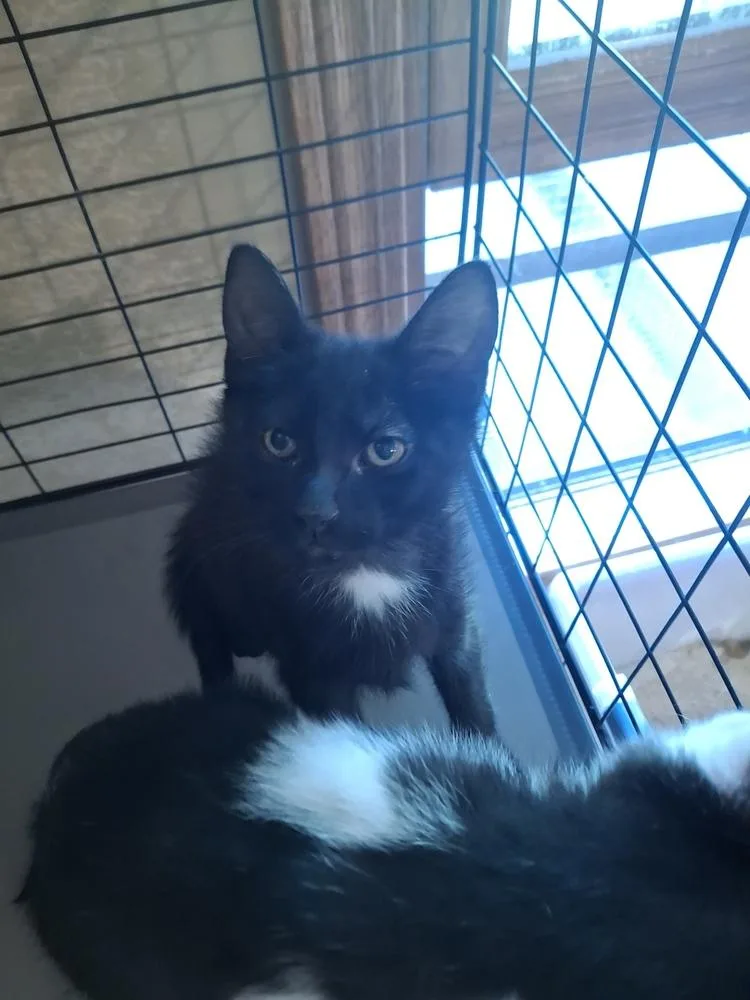 A baby small-sized male Black Domestic Short Hair cat named Kilt G. for adoption in Peoria, IL