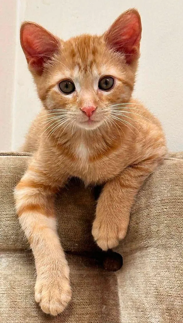 A baby medium-sized male Domestic Short Hair cat named Luke for adoption in Powder Springs, GA