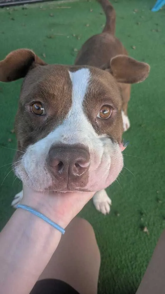 An adult medium-sized male Tricolor (Brown, Black, & White) American Bulldog dog named Buster for adoption in Lakeland, FL