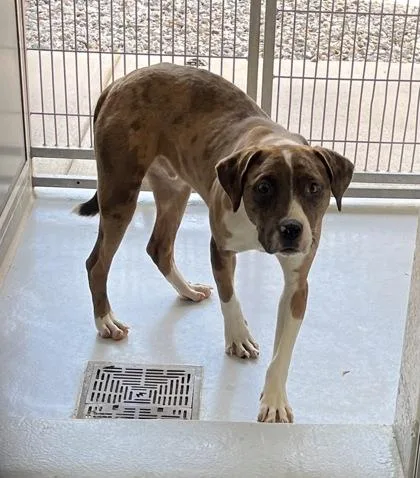 Chocolate Chip thumbnail 2