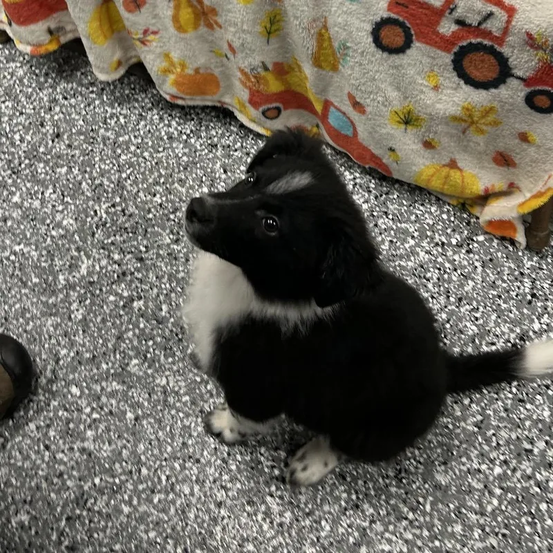 A baby medium-sized male Border Collie dog named Scout for adoption in Homer, NY