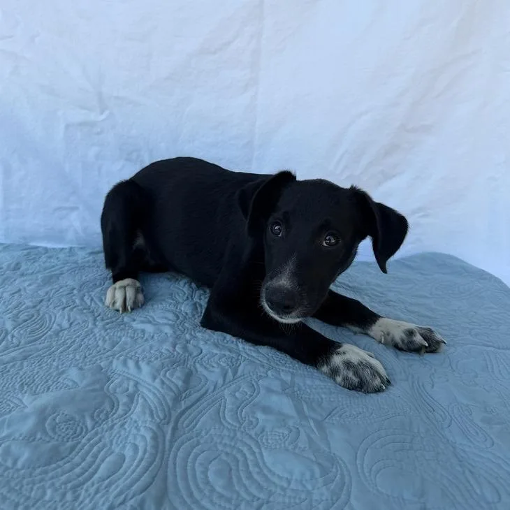 A baby small-sized male Border Collie dog named Prongs for adoption in Carencro, LA