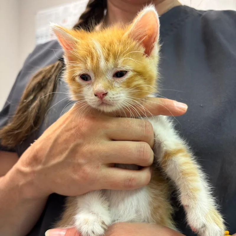 A baby small-sized male Orange / Red Domestic Short Hair cat named Squirtle for adoption in Commerce City, CO
