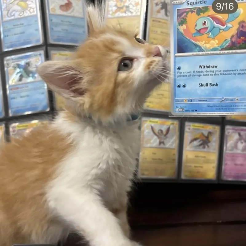 Squirtle thumbnail 3