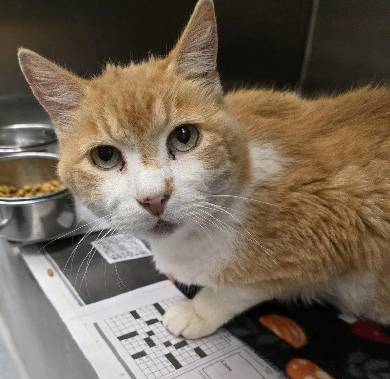 An adult medium-sized male Orange & White Domestic Short Hair cat named Fc Key Lime for adoption in Glen Allen, VA