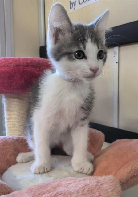 A baby medium-sized male Domestic Short Hair cat named Polo for adoption in Lancaster, CA