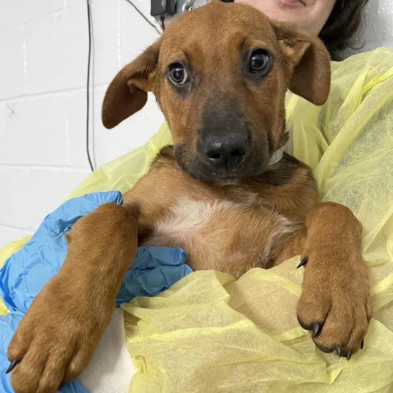 A baby small-sized female Yellow / Tan / Blond / Fawn Cattle Dog dog named Bass No Treble for adoption in Hattiesburg, MS