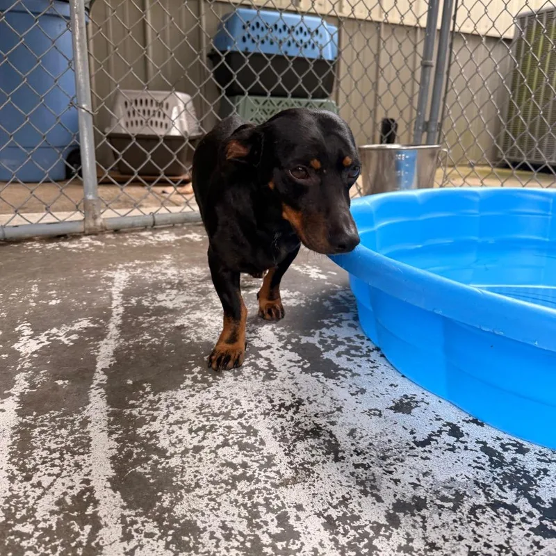 A young small-sized male Black Dachshund dog named Percy for adoption in Franklin, NC