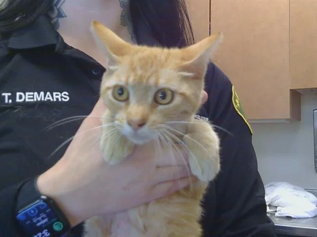 A young medium-sized female Domestic Short Hair cat named Bianca for adoption in Sacramento, CA