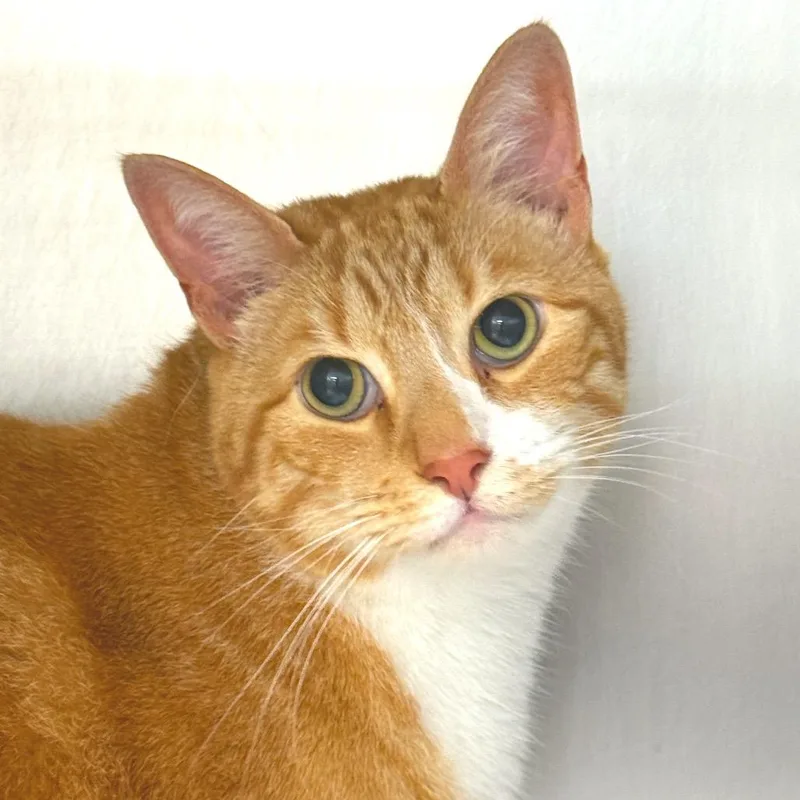 A senior small-sized male Orange / Red Domestic Short Hair cat named Cooper for adoption in Perkiomenville, PA