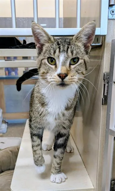 A young medium-sized female Domestic Short Hair cat named Cleo for adoption in Frisco, CO