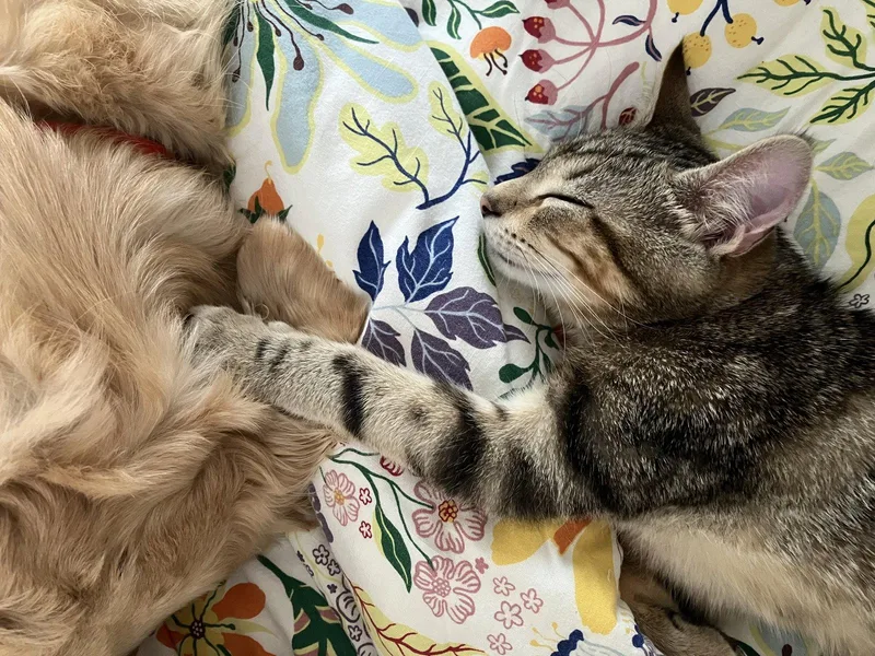 A baby medium-sized male Domestic Short Hair cat named Shire for adoption in Broomall, PA