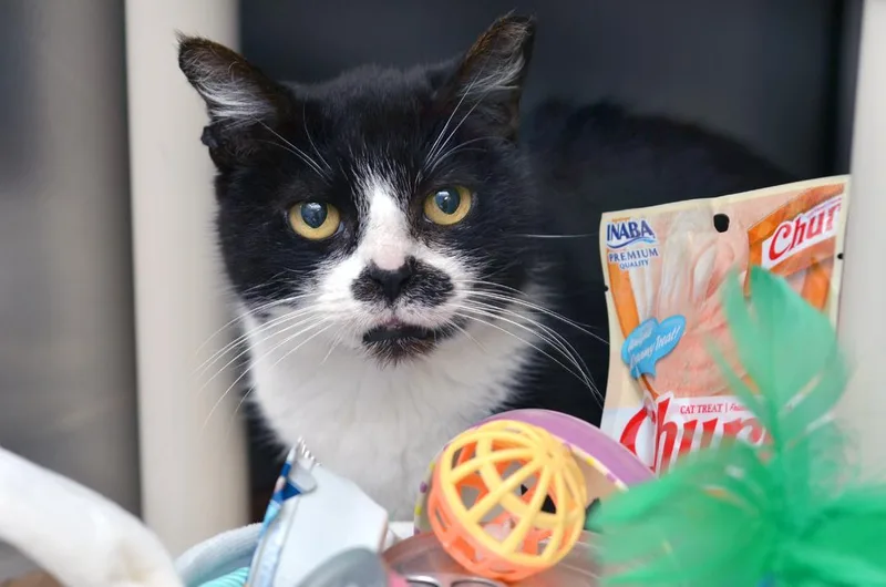 Blueberry thumbnail 2