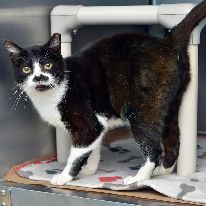 Blueberry thumbnail 3