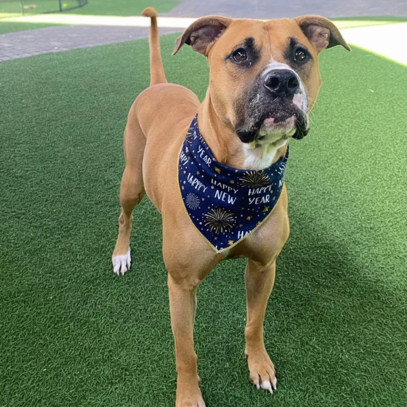 Sunkist Aka Cali thumbnail 2