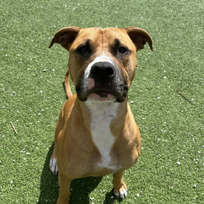 Sunkist Aka Cali thumbnail 3