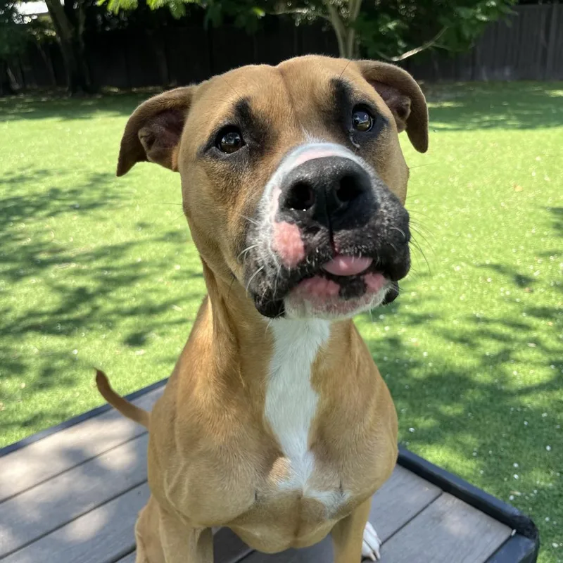 Sunkist Aka Cali thumbnail 4