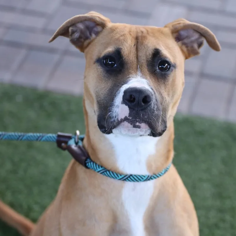 Sunkist Aka Cali thumbnail 5