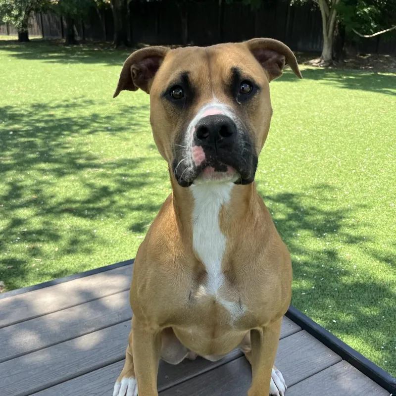 Sunkist Aka Cali thumbnail 6