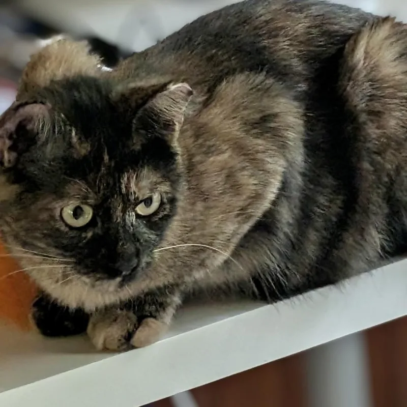 A young small-sized female Tortoiseshell Domestic Short Hair cat named Dancer for adoption in Woodbridge, VA