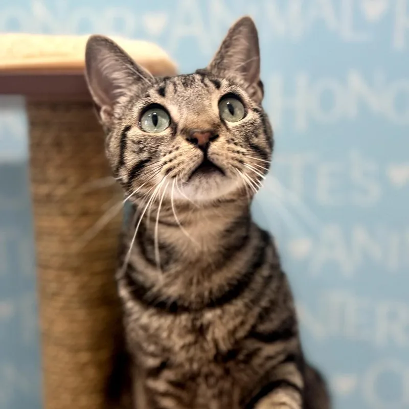 A young medium-sized male Gray / Blue / Silver Domestic Short Hair cat named Snuffy for adoption in Bradenton, FL