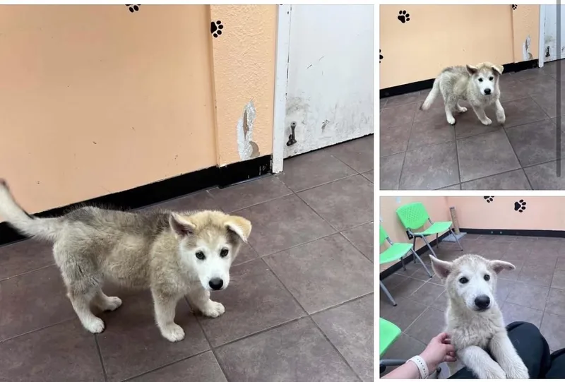 A baby medium-sized male Alaskan Malamute dog named Yeti for adoption in Boulder, CO