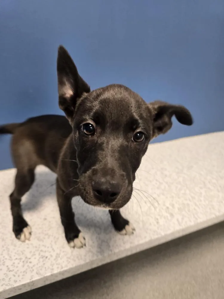 Moonpetal thumbnail 2