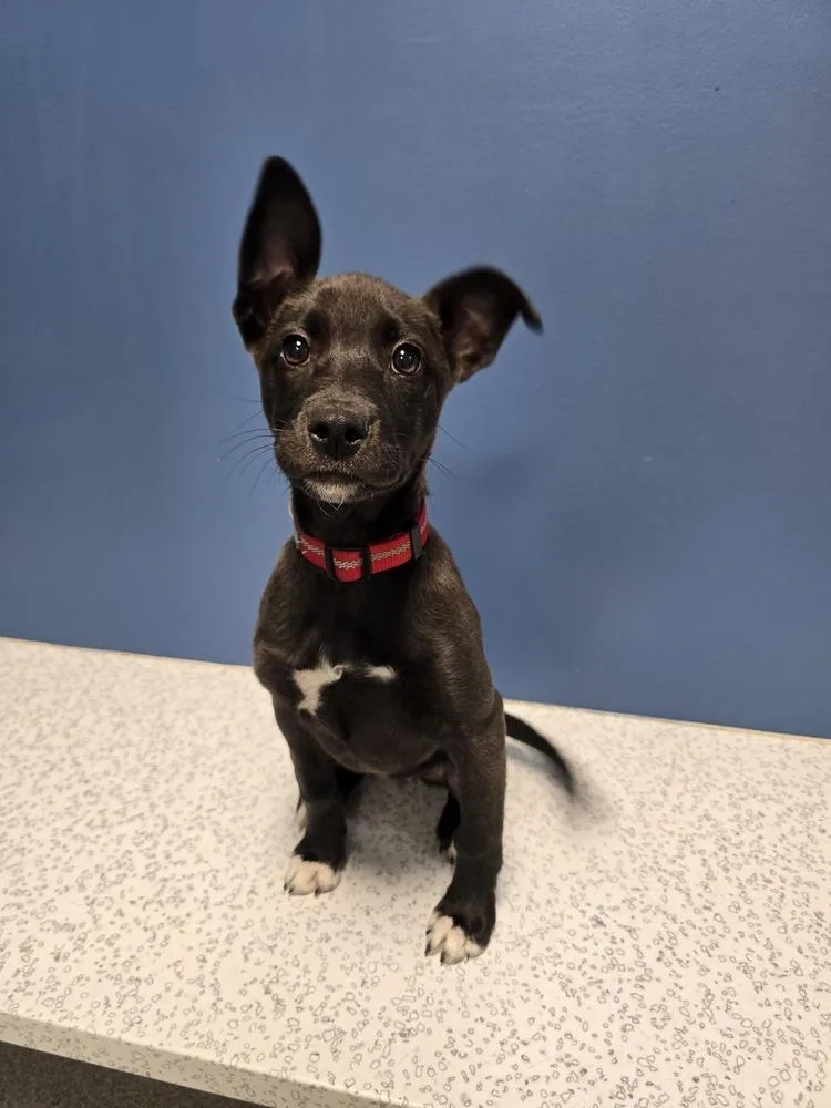 Moonpetal thumbnail 3