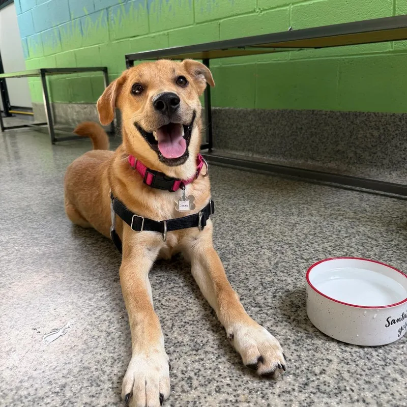 A young medium-sized male Apricot / Beige Shepherd dog named Jimmi for adoption in Falls Church, VA