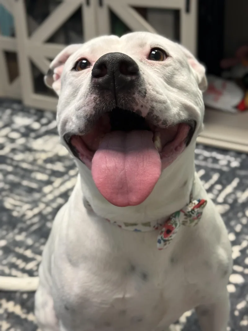 Poochyena thumbnail 2