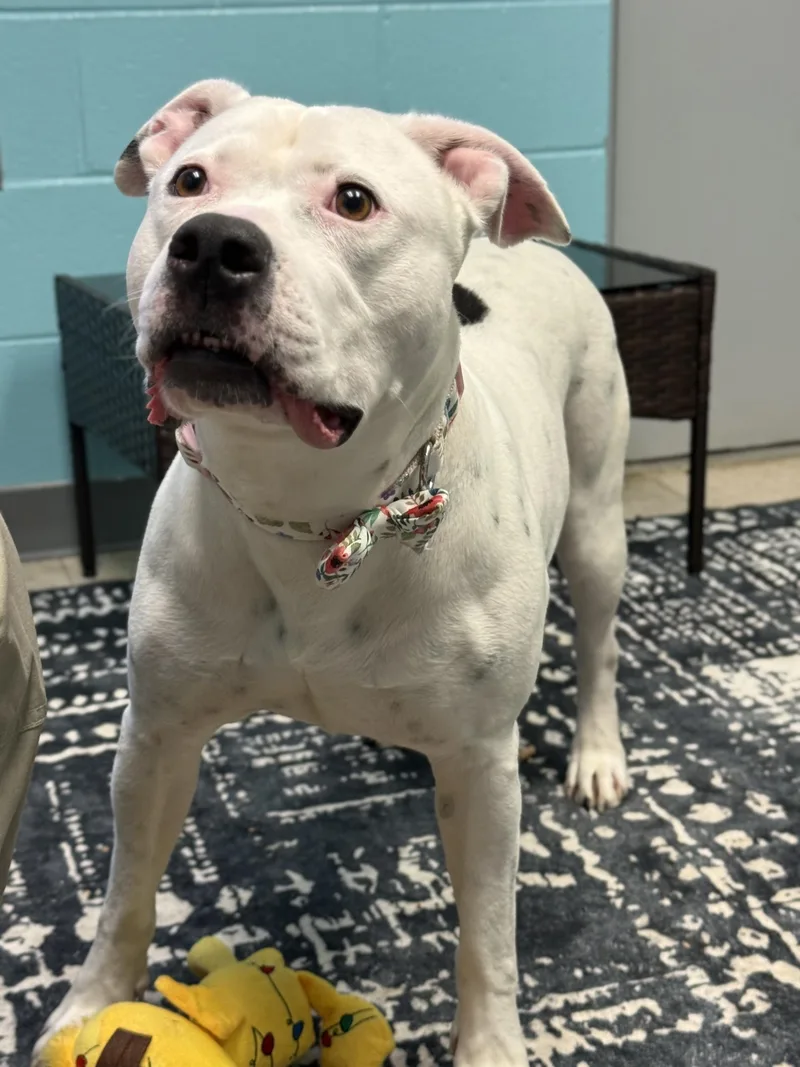 An adult large-sized female Black American Staffordshire Terrier dog named Poochyena for adoption in Ashland, VA
