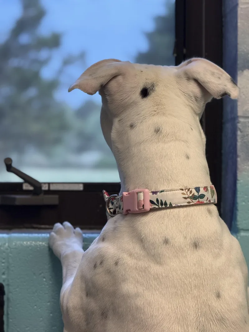 Poochyena thumbnail 3