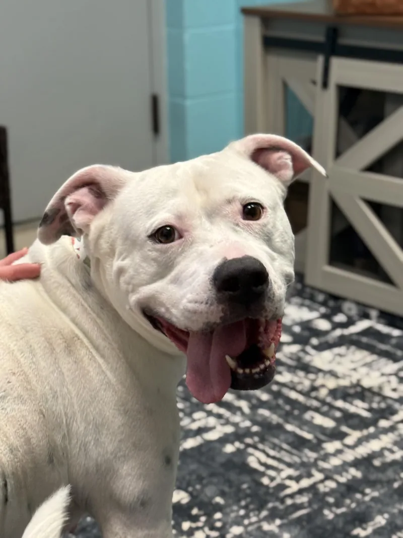 Poochyena thumbnail 4