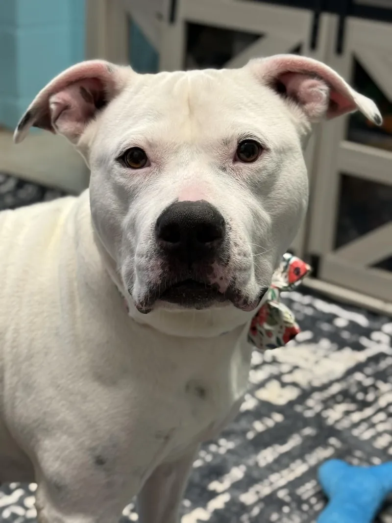 Poochyena thumbnail 5