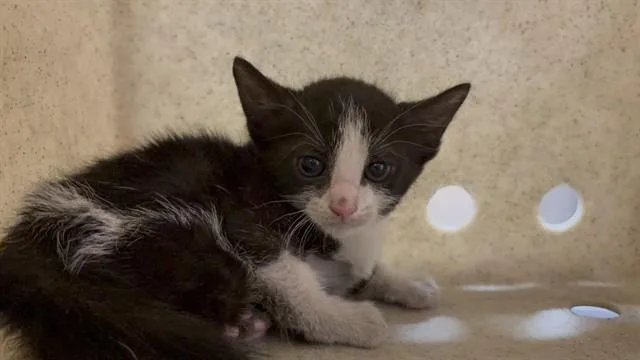A baby small-sized female Domestic Short Hair cat named Sizzle for adoption in Thousand Palms, CA