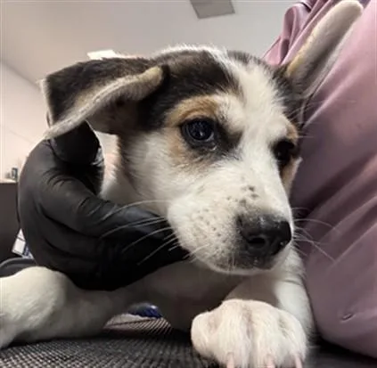 A baby small-sized female Labrador Retriever dog named Dolly for adoption in Riverside, CA