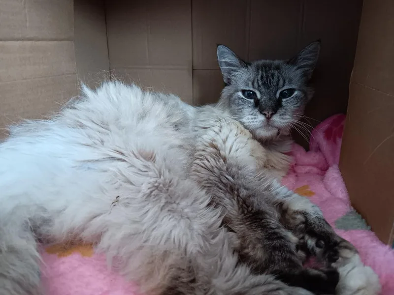 A young medium-sized female Siamese cat named Lilac for adoption in New Braunfels, TX