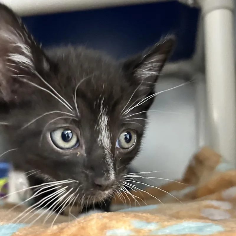 A baby small-sized male Black Domestic Short Hair cat named Mario for adoption in Newport, NC