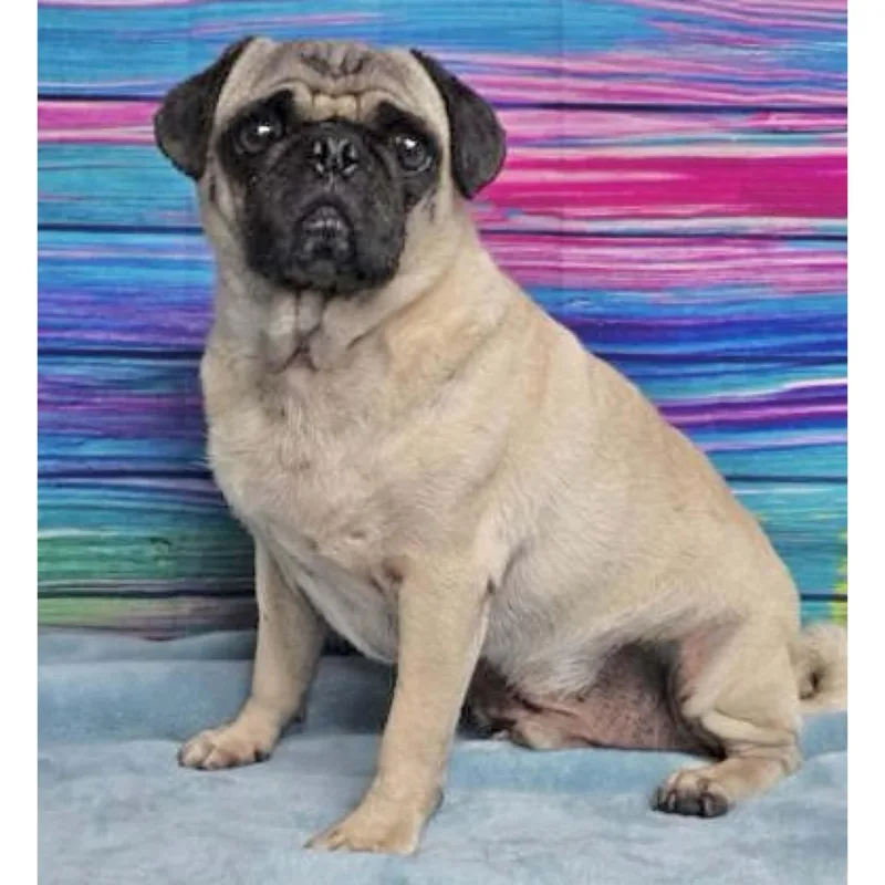 An adult small-sized male Pug dog named Biscuit for adoption in Boulder, CO