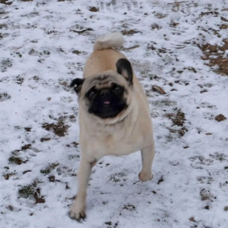 Biscuit thumbnail 3
