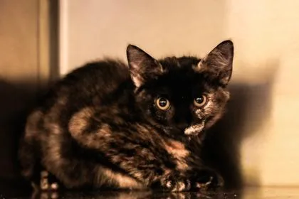 A baby small-sized female Domestic Short Hair cat named Marble for adoption in Dothan, AL