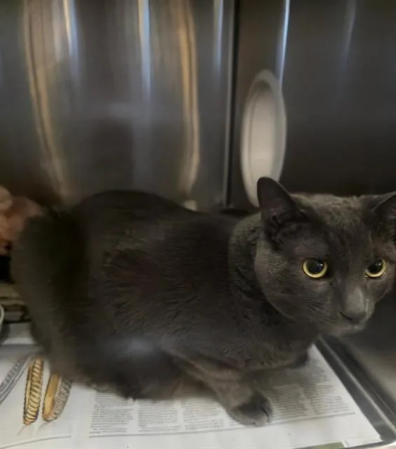 A senior medium-sized female Domestic Medium Hair cat named Twila for adoption in Castaic, CA
