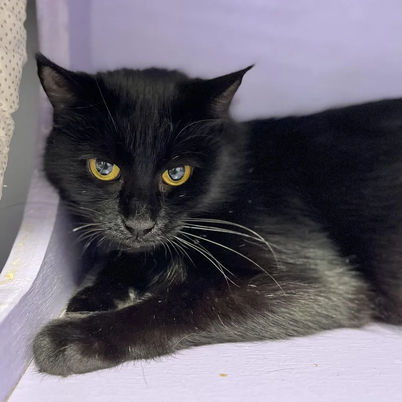 An adult medium-sized female Black Domestic Short Hair cat named Figgy for adoption in Victor, NY